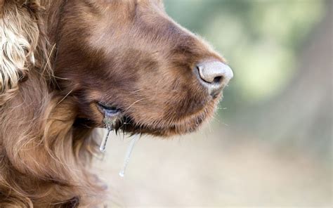 Help! Is My Dog Drooling Because Of Stomach Problems?