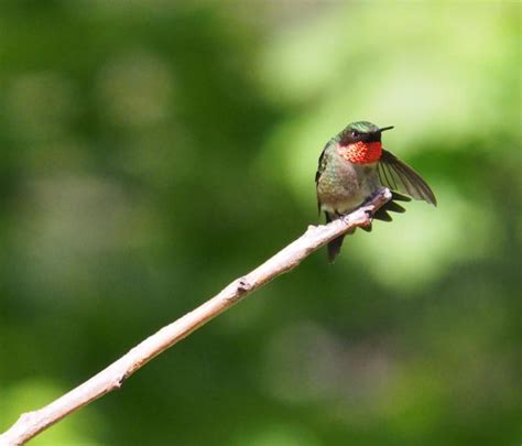 My little Hummingbird never fails to cheer me up. : r/ottawa