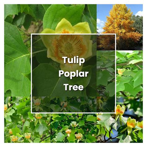 How to Grow Tulip Poplar Tree - Plant Care & Tips | NorwichGardener