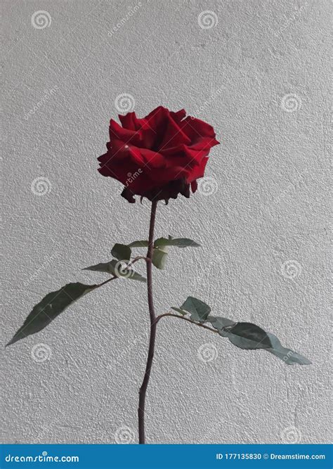 Red Rose is a Symbol of the Love. Stock Photo - Image of praya ...