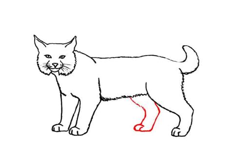 How to draw a Bobcat step by step Part 3 – Easy Animals 2 Draw