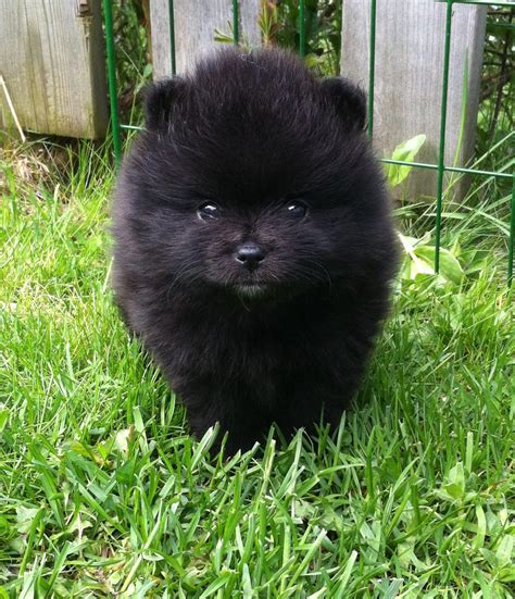 Black Miniature Pomeranian