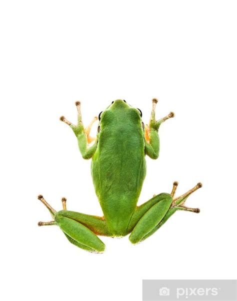 Sticker Green Tree Frog. Top view. Isolated on white background. - PIXERS.CO.NZ