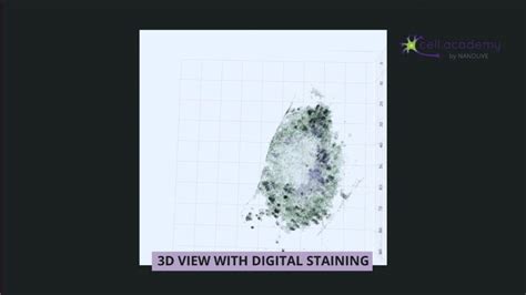 How cell death keeps us alive! - cell academy › A 3D Cell Biology Learning Space