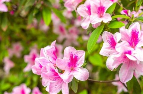 15 Dwarf Azalea Varieties For Compact Planting Spaces