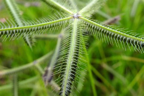 Dactyloctenium aegyptium (Poaceae) image 77688 at PhytoImages.siu.edu