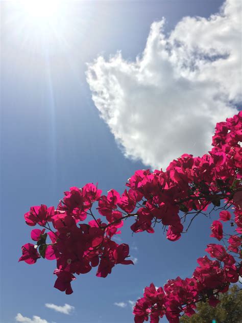 bright pink flowers are blooming on the branches of a tree against a ...