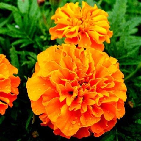 2000 Tagetes minuta Seeds , Tagates minuta Seeds , Mexican Marigold Seeds, Mint Marigold Seeds ...