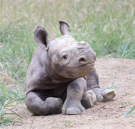 Baby's Day Out: Video Of Baby Rhino Having 'Zoomies' Goes Viral, Internet Can't Get Enough [VIDEO]