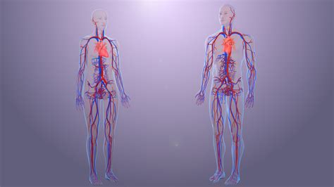 CIRCULATORY SYSTEM - Scientific Animations