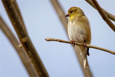 Do American Goldfinches Use Birdhouses? - Bird Sector