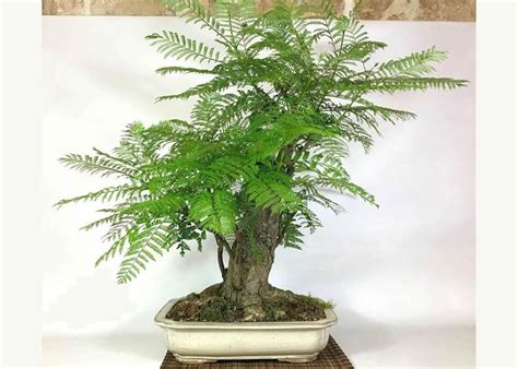 Care guide for Jacaranda Bonsai (Jacaranda mimosifolia) - Bonsai Empire