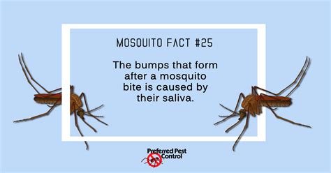 30 Mosquito Facts Everyone Should Know