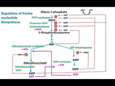 Regulation, Inhibitors of Purine biosynthesis. Nucleotide #3 - YouTube