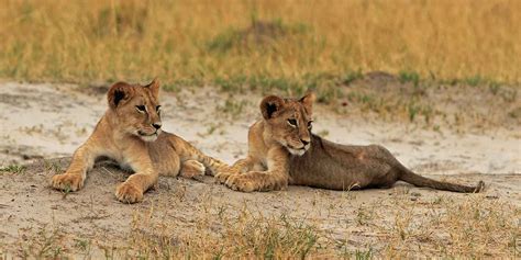 Hwange National Park wildlife location in Zimbabwe, Africa | Wildlife Worldwide