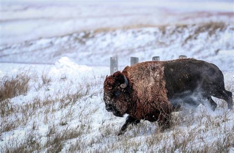 Bison charge into bigger Badlands range | Local | rapidcityjournal.com