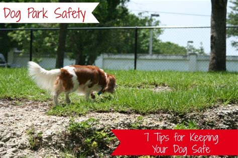 Dog Park Safety - 7 Tips for Keeping Your Dog Safe at the Dog Park