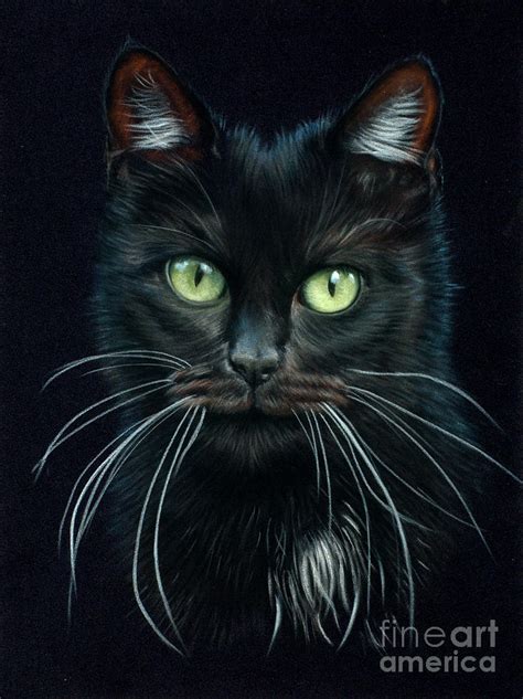 Black Cat Drawing by Tobiasz Stefaniak