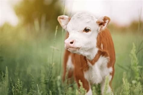 68,827 Baby Cow Royalty-Free Images, Stock Photos & Pictures | Shutterstock