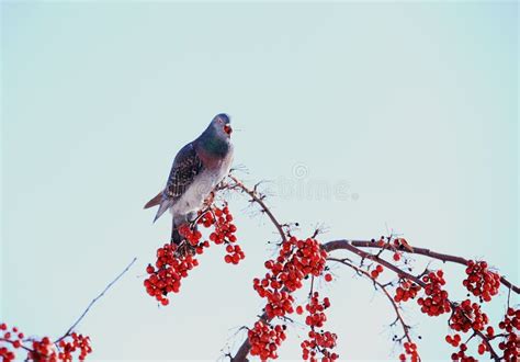 Bird and Winter Berry and Snow in Northeast Snow Storm 2014 Stock Image - Image of fruit ...