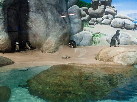 Penguins | Jenkinson's Aquarium, Point Pleasant Beach, New J… | Flickr