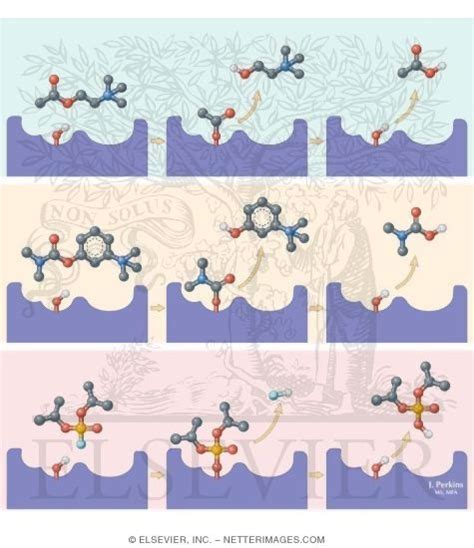 Mechanism of Action of Acetylcholinesterase Inhibitors