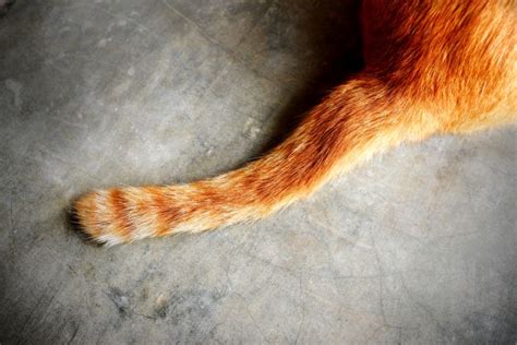 A Cat’s Tale: What Your Cat’s Tail is Telling You | Beverly Hills Veterinary Associates