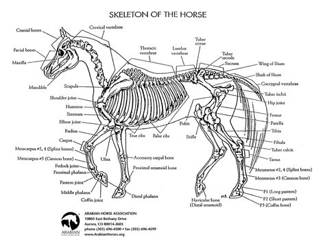 #ArabianHorseAssociation | Horse anatomy, Horse therapy, Healthy horses