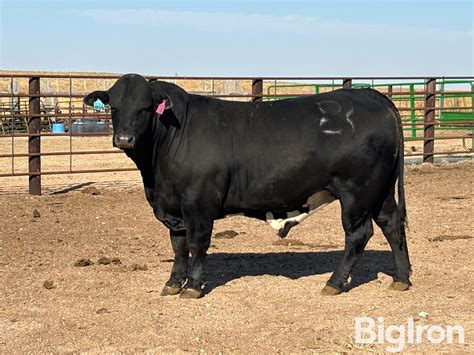 2 1/2 YO Registered Beefmaster Bull BigIron Auctions