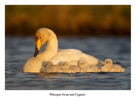 Whooper Swan and Cygnets | Animals beautiful, Animals, Wildlife