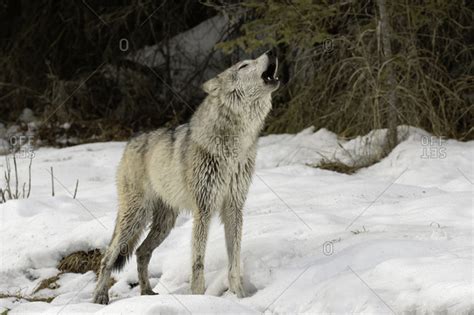 Gray Wolf or Timber Wolf howling in winter, (Captive Situation) Canis lupis, Montana stock photo ...