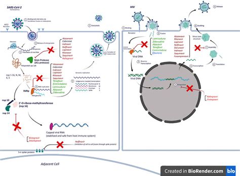 Mechanism of action of antiretroviral drugs through the life cycle of... | Download Scientific ...