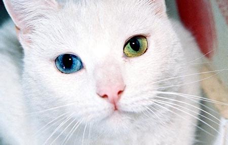 Odd-Eyed Cats (Heterochromia) - Cat World