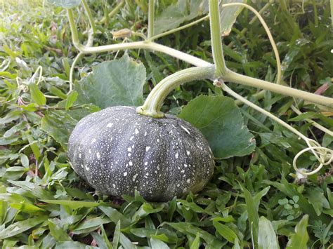 kebun sejemput...: Throwback : Tuaian Labu dan Jagung Manis