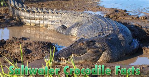 Saltwater Crocodile Facts For Kids With Pictures & Video