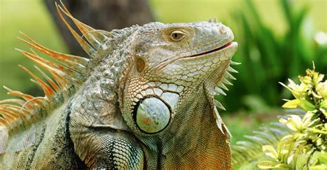 Iguana Animal Facts - AZ Animals