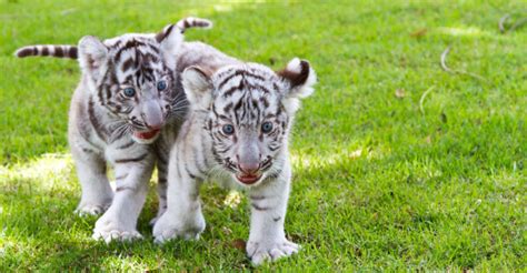 10 Características del Tigre