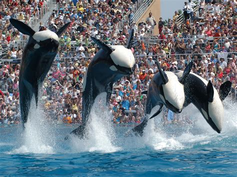 Drama at SeaWorld as 46 guests are stranded at 220 feet on broken down ...