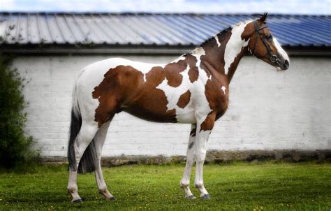 Hope and Horses: Horse Color Genetics: Overo and Lethal White Syndrome