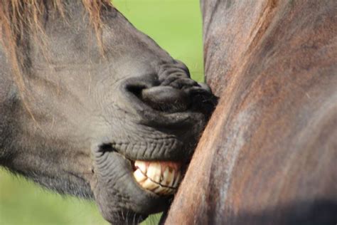 Do Horses’ Teeth Keep Growing? (Answered!) Facts + Tips – Mercury Pets