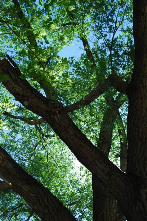 Poplar Trees: Identification and Care - Gardening Channel