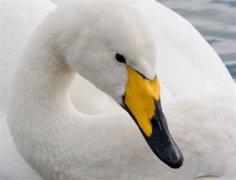 Whooper Swan