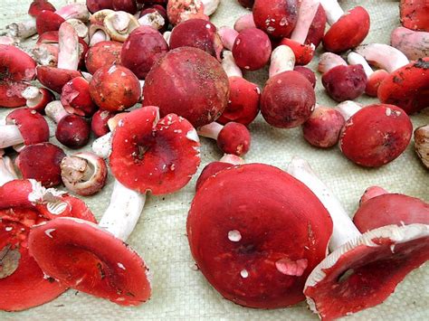 Edible red mushroom | Flickr - Photo Sharing!