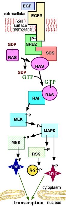 The Mitogen-Activated Protein Kinase, MAPK And Extracellular-Signal-Regulated Kinases, ERK ...