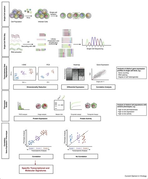 Transcriptome analysis – single cell RNA-Seq workflow | RNA-Seq Blog