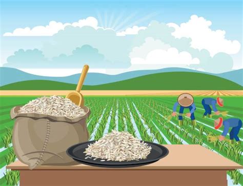 4,800+ Rice Field Stock Illustrations, Royalty-Free Vector Graphics ...