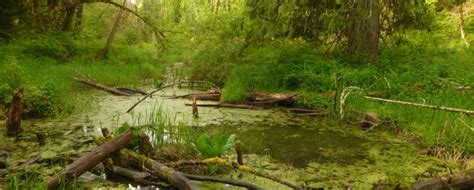 Riparian Forest Restoration Initiative - Nisqually Land Trust