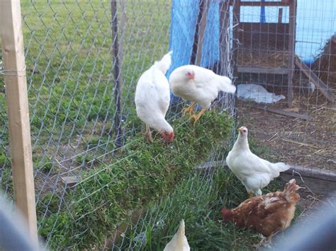 Egg Laying! | BackYard Chickens - Learn How to Raise Chickens