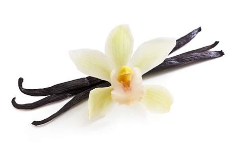 Vanilla Flower Stock Photos, Pictures & Royalty-Free Images - iStock