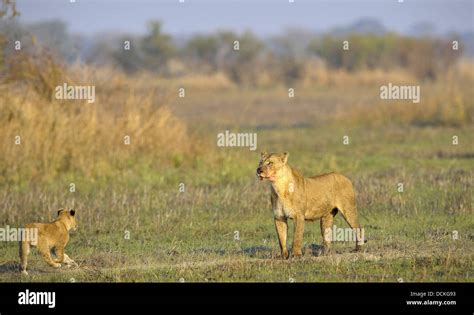 Lioness after hunting with cubs Stock Photo - Alamy